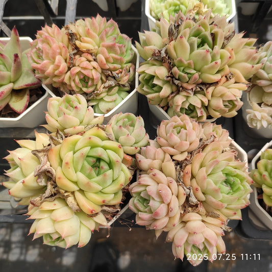 NGN599-POT オリンジ　マルギャン（7cm pot）