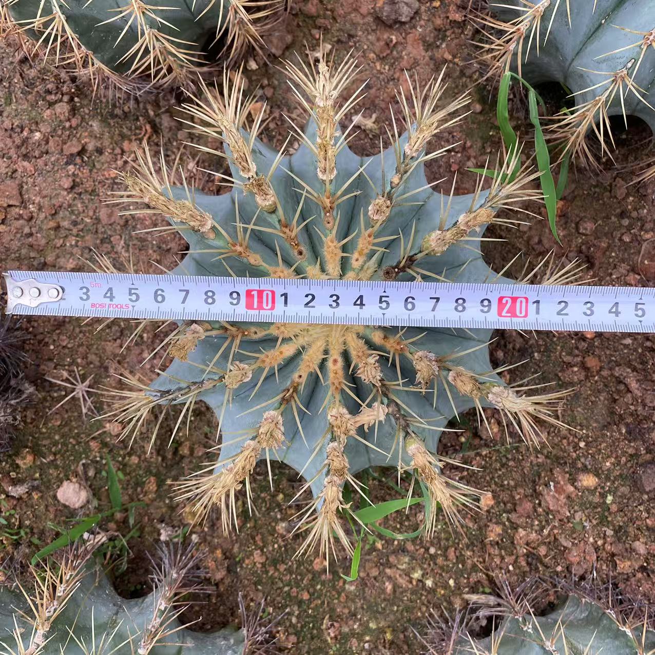 ZL439 王冠竜（25cmpot）