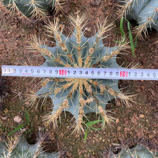 ZL439 王冠竜（25cmpot）