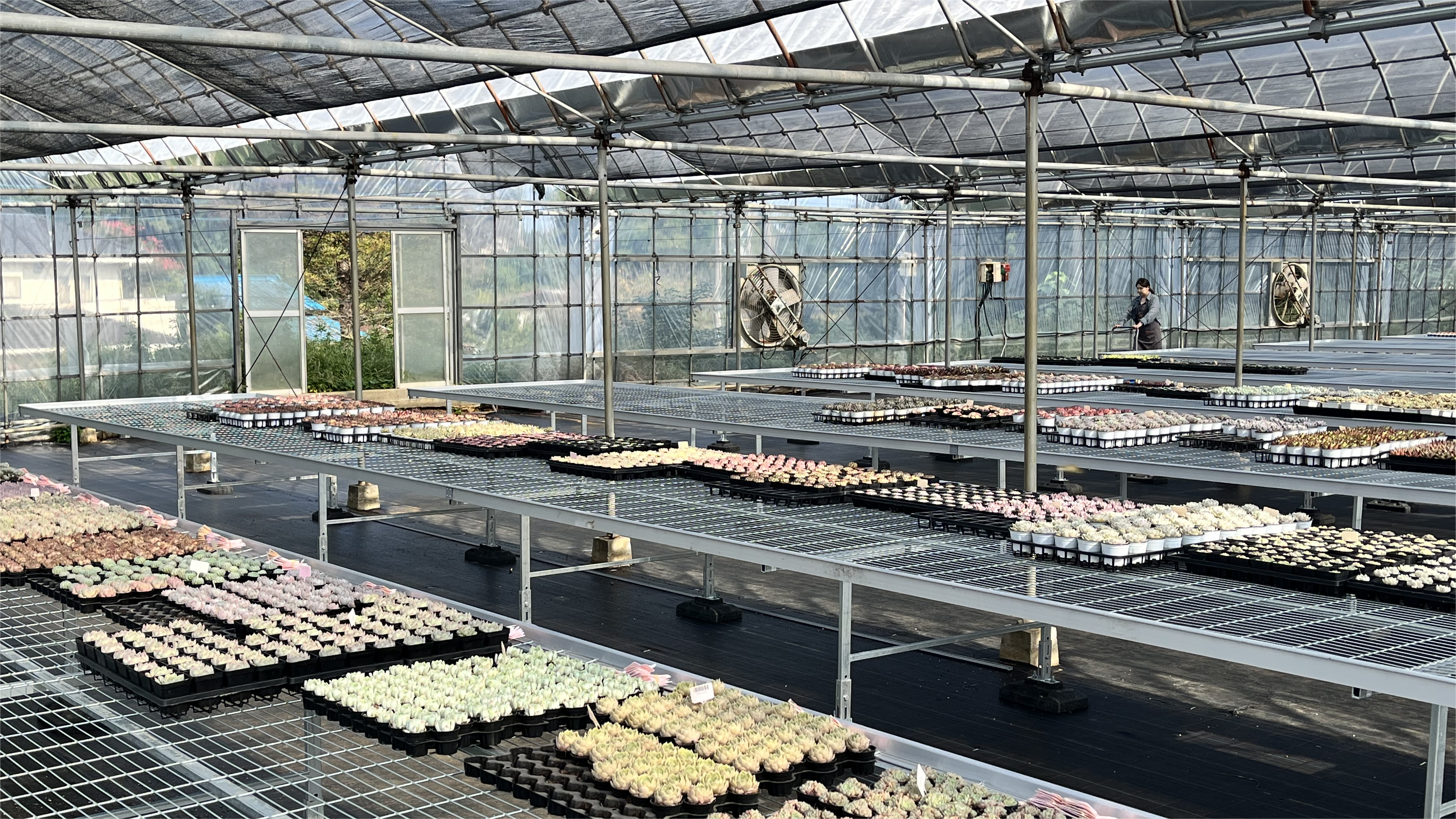 花の源 千葉農場 多肉植物輸入 卸売り ポット苗 ミックス苗 花の源 千葉農場 多肉植物輸入 卸売り ポット苗 ミックス苗