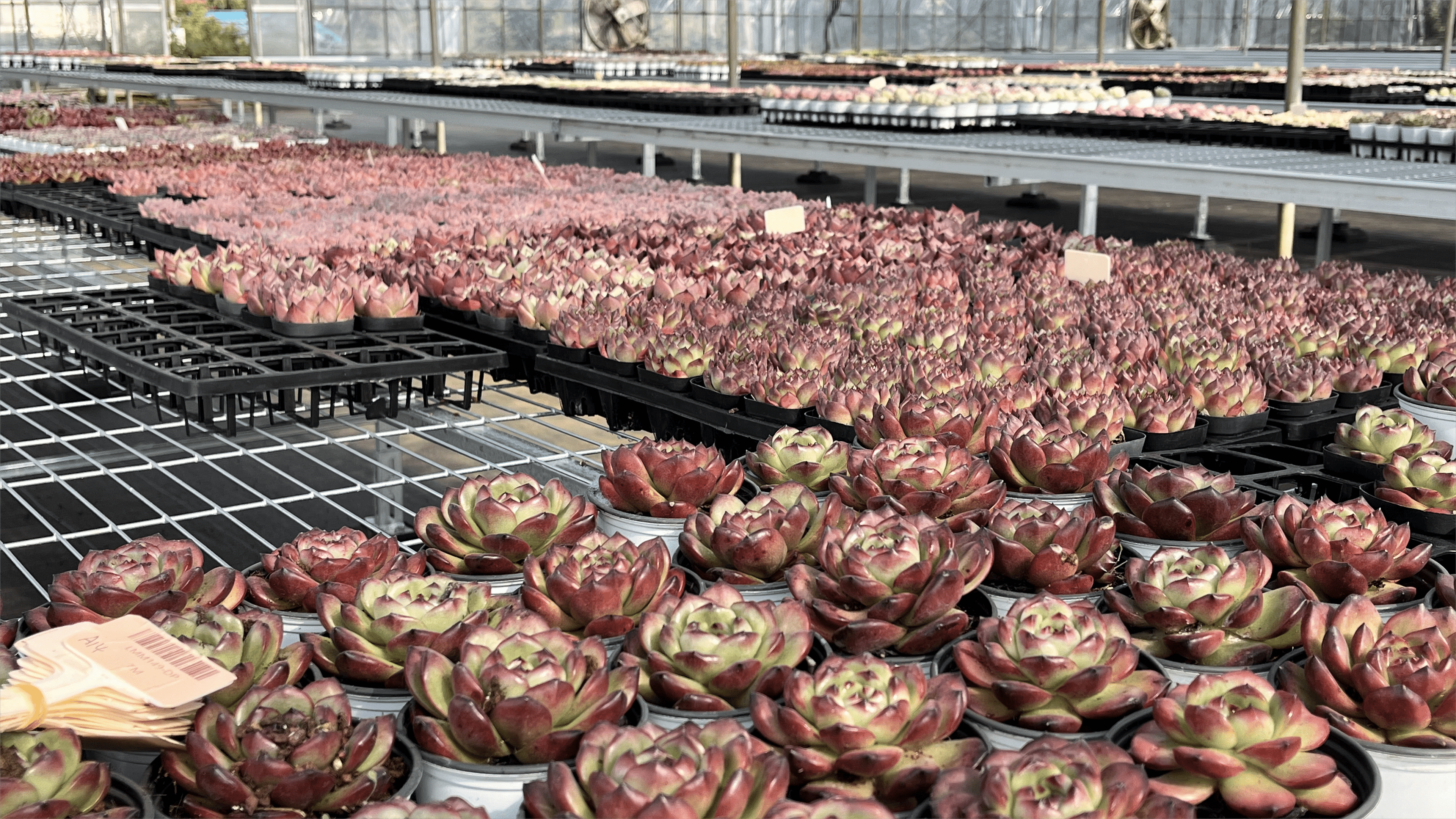 花の源 千葉農場 多肉植物輸入 卸売り ポット苗 ミックス苗 花の源 千葉農場 多肉植物輸入 卸売り ポット苗 ミックス苗
