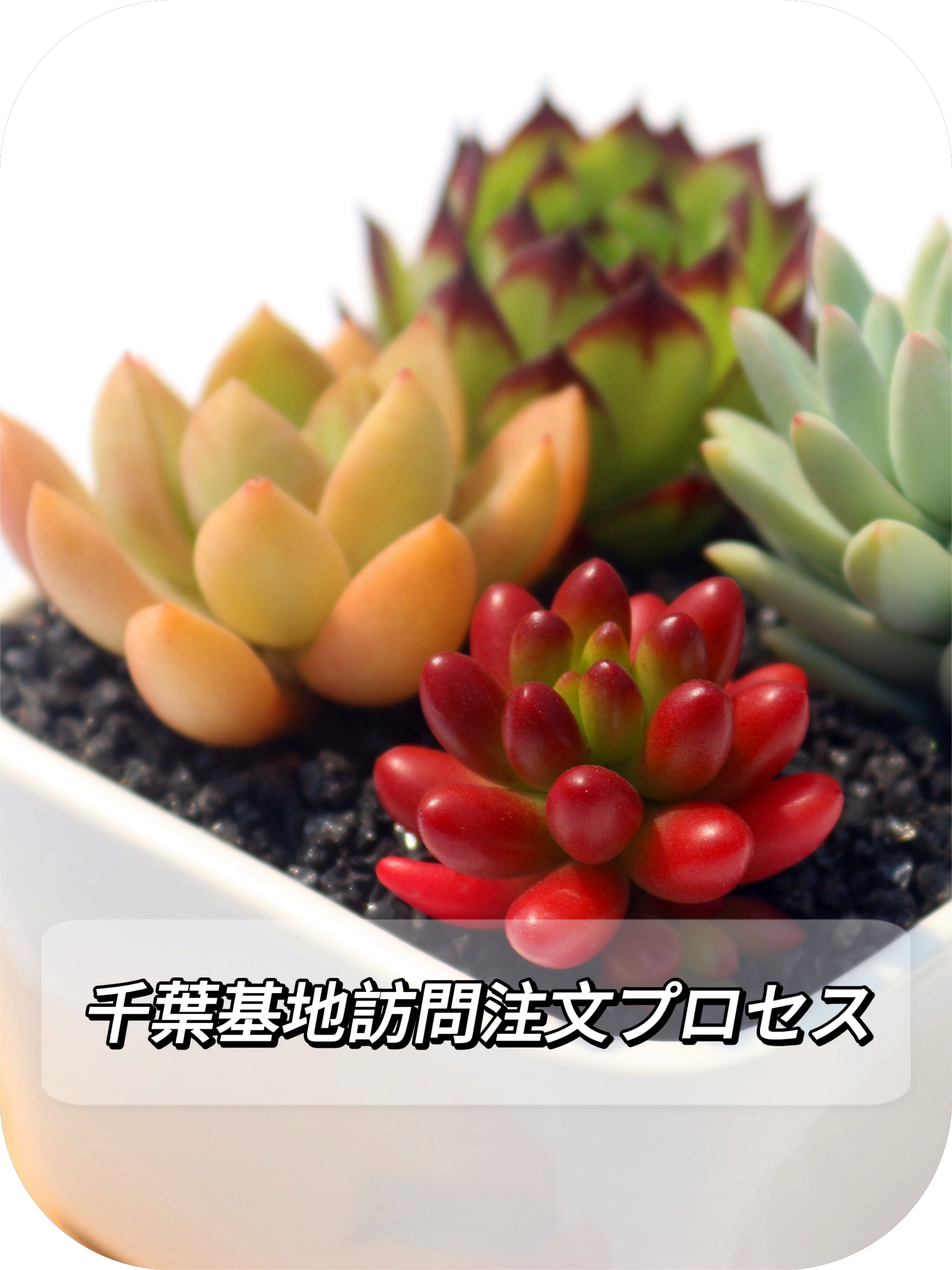 空*ん様 C35-C5126 24株 花団錦 抜き苗 ふっくら 多肉植物 空*ん様 C35 空*ん様 C35-C5126 24株 花団錦 抜き苗 ふっくら 多肉植物 空*ん様 C35