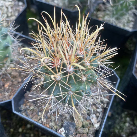 ZL495 パロジア　コマタンズ(6cm pot）