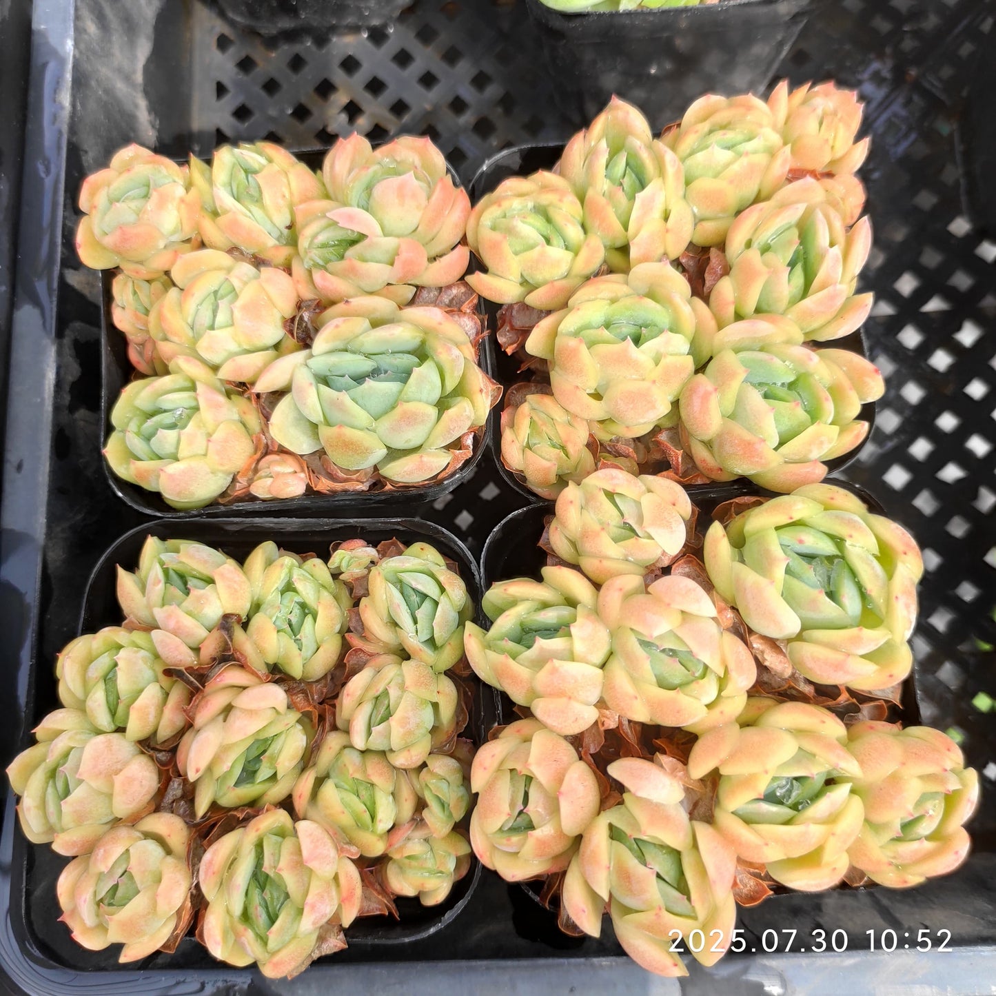 QN351-POT ベリー（7 cm pot）