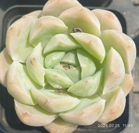 GR371-POT ホワイトソーダ（6.5cm pot）