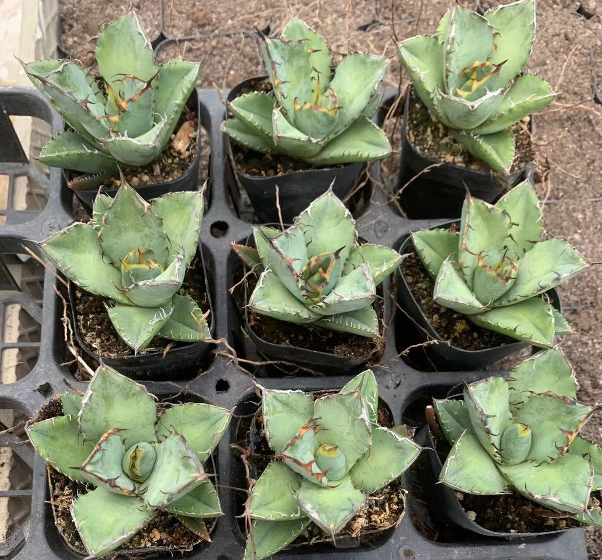 【値下げ】ロック　アガベ　抜き苗 アガベ（抜き苗）（現品） – Hananogen