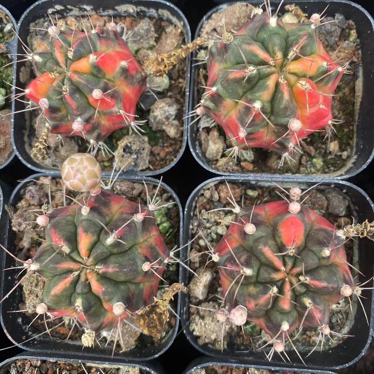 ZL121 ギムノカリキウム・ミハノビッチ錦（5cm pot）