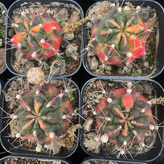 ZL121 ギムノカリキウム・ミハノビッチ錦（5cm pot）