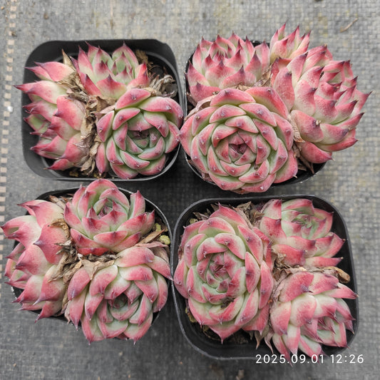 QN769-POT コロラータ（6.5cm pot）