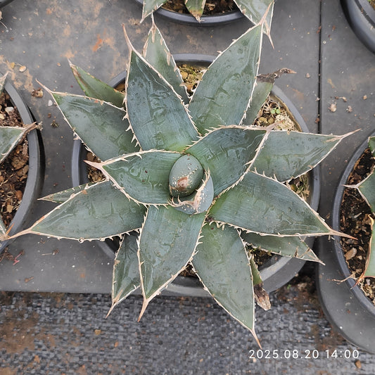 ON620 ギエスブレティー(12cm pot)