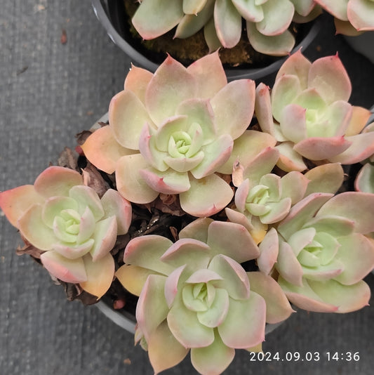 QN451-POT シルクヴェール（9cm pot）