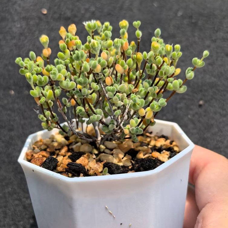 MMY782-POT ドロサンテマム　キラーキラー　レーズ(7cm pot）