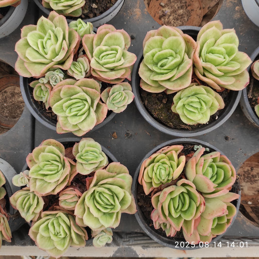 ZX087-POT アイスローズ錦（9cm pot）