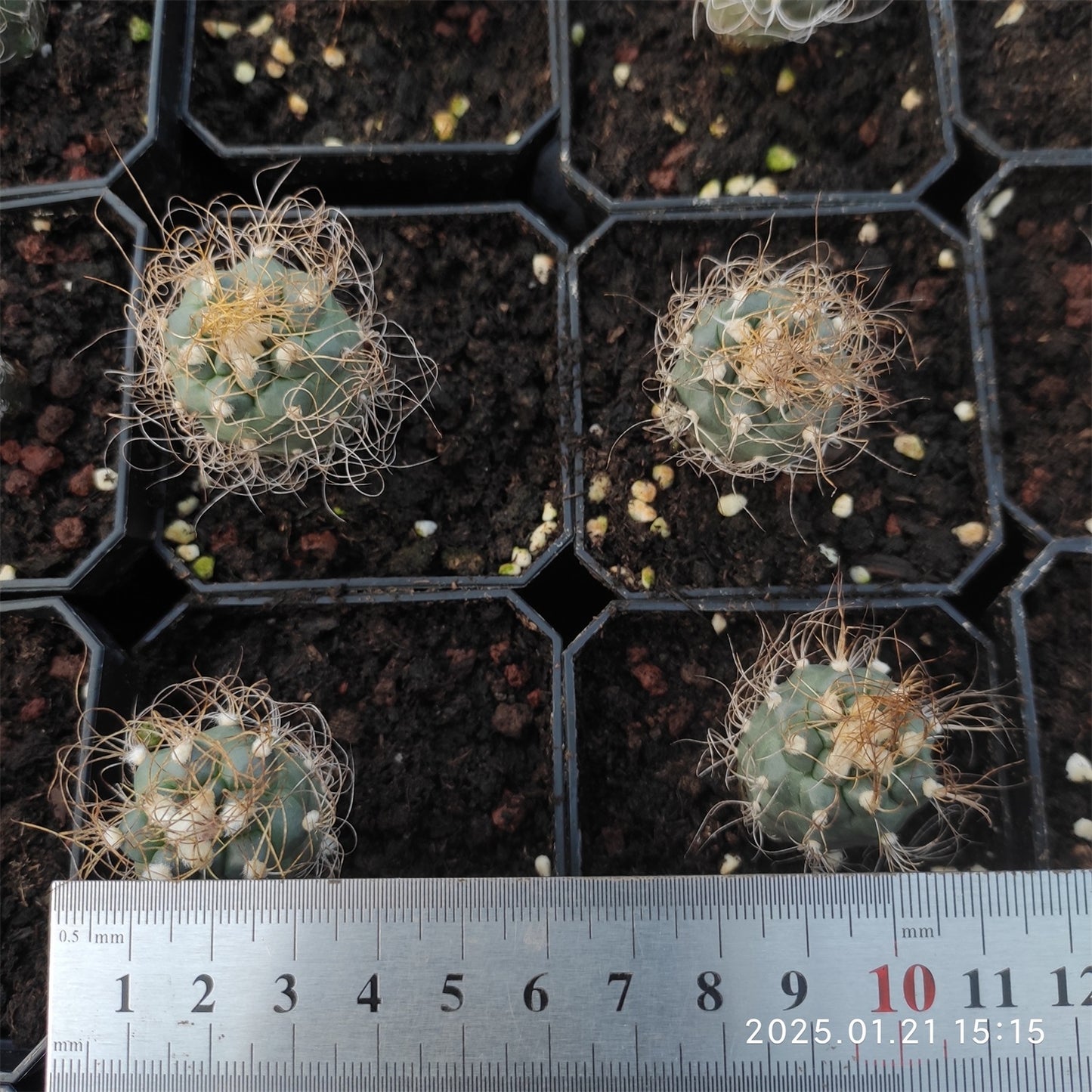 ZL060  長城丸(5cm pot)