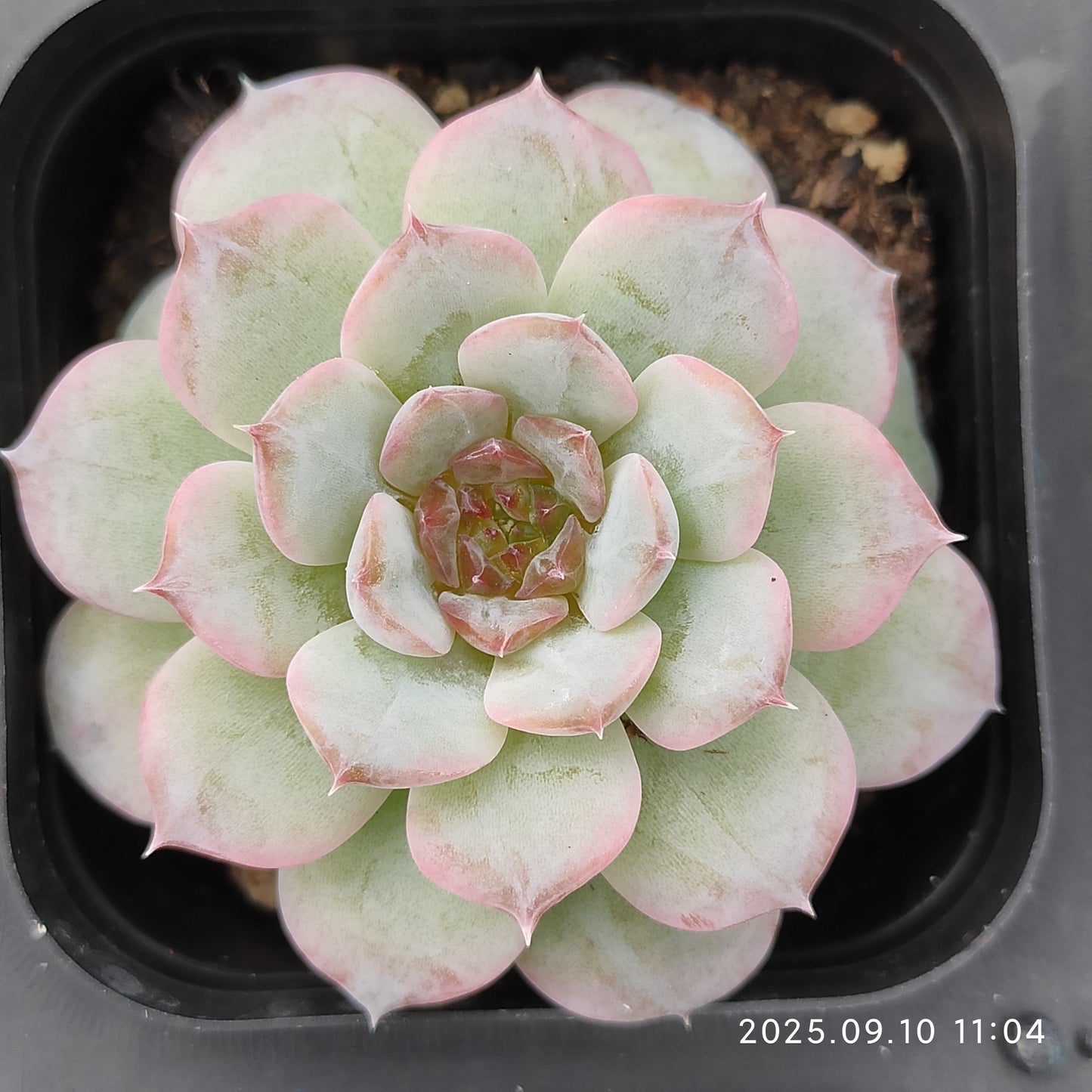 HG010 ピュア ラブ x アイス（7cm pot）