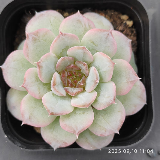 HG010 ピュア ラブ x アイス（7cm pot）