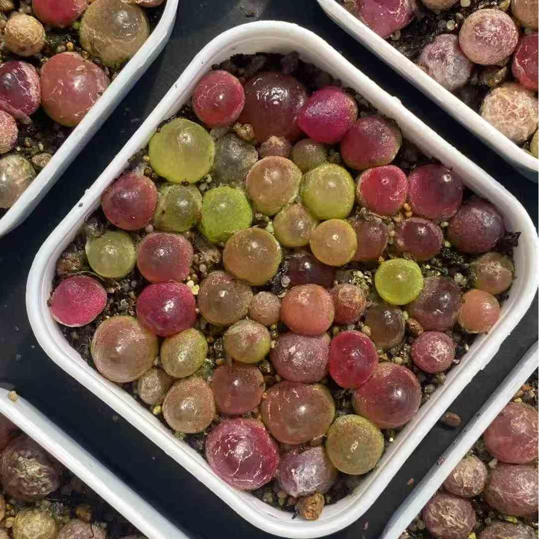 MMY559-POT コノフィツム・ブルゲリ（5cm pot）