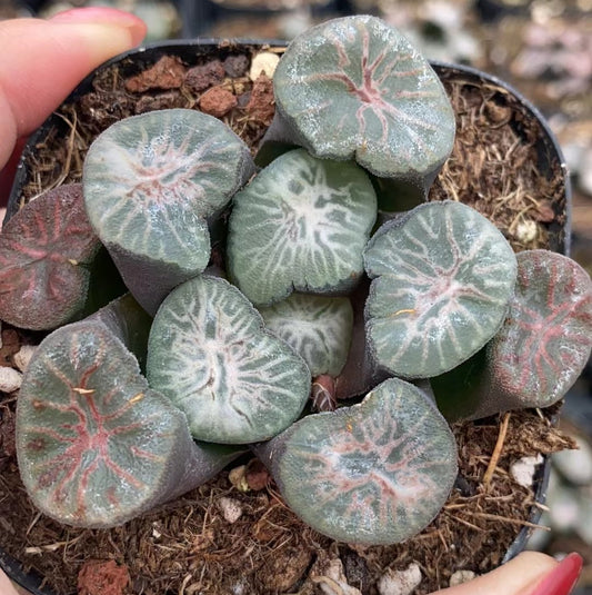 CS101-POT 翡翠龍(7cm pot）