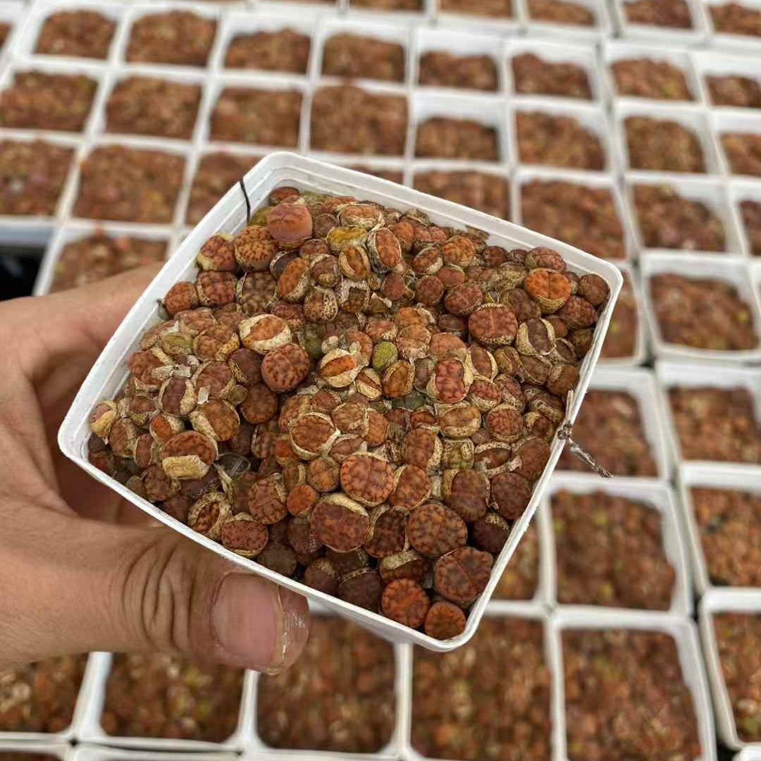 YNLH006-POT 柘榴玉（7cm pot）