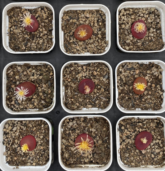 MMY682-POT コノフィツム　マウガニー　CR1131(5cm pot）