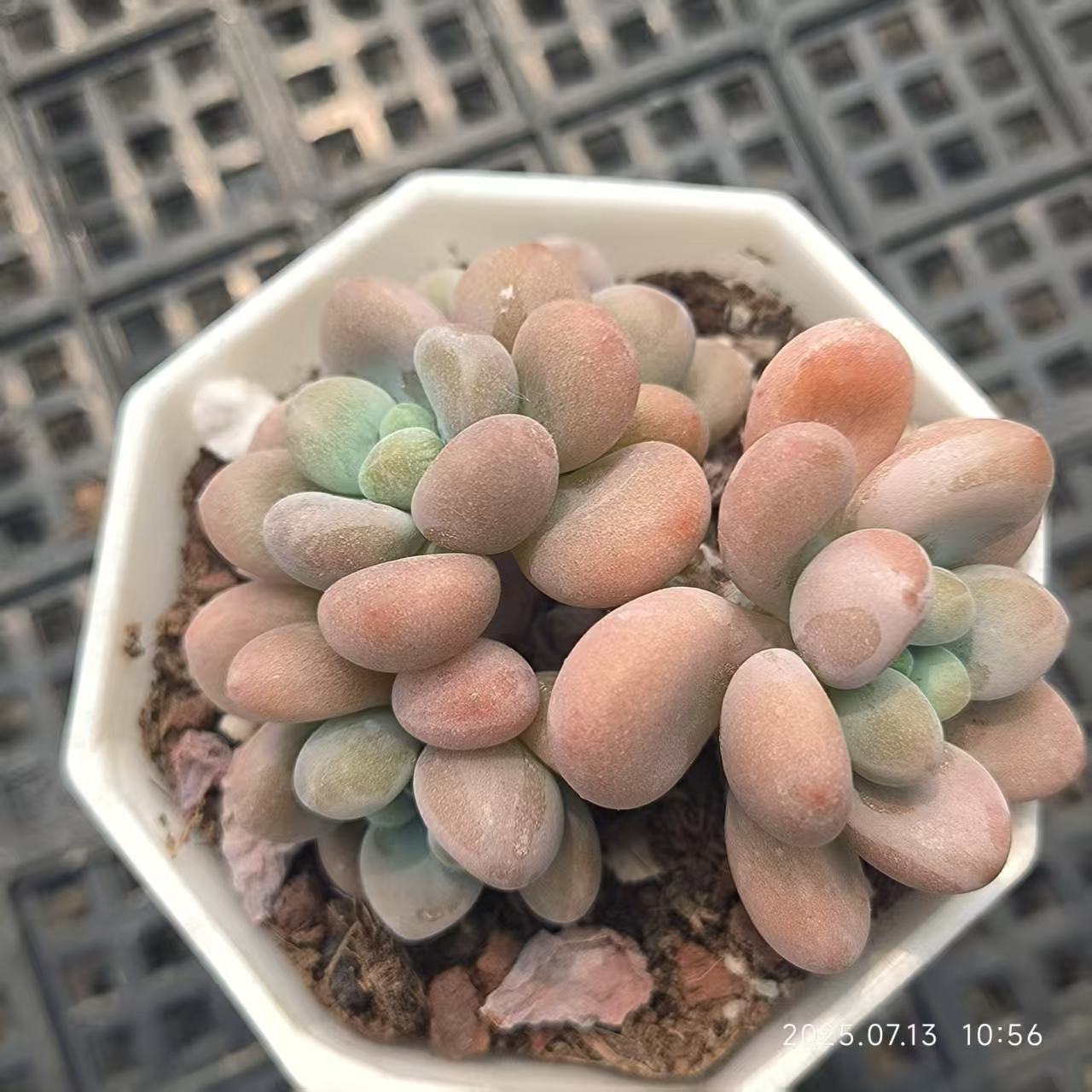 FFH049-POT レジェンド（6.5cm pot)