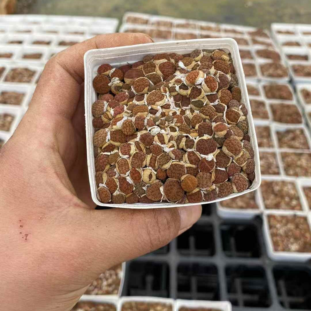 YNLH029-POT フカーリー(7cm pot)