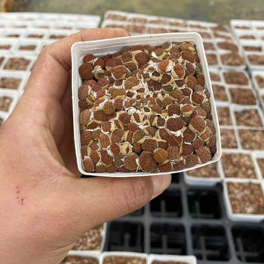 YNLH029-POT フカーリー(7cm pot)