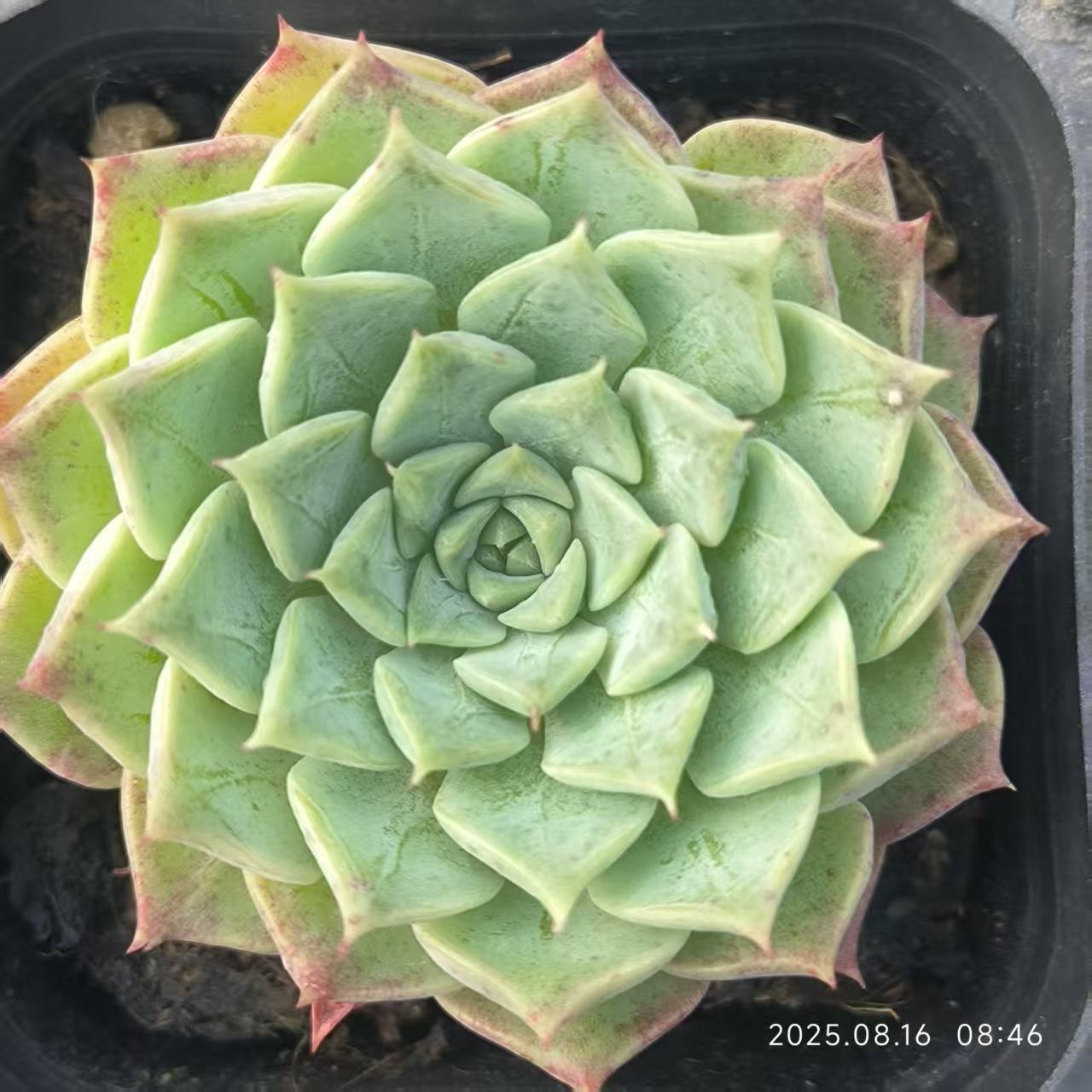 LG781-POT ラウンジHyb（6.5cm pot）