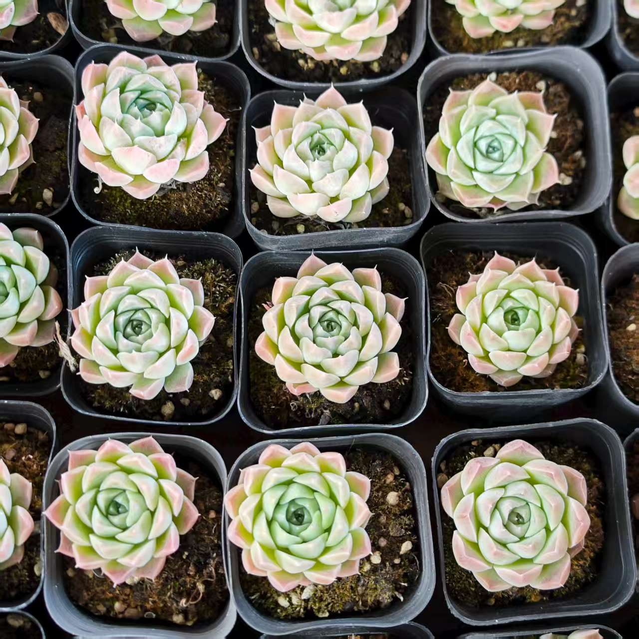 QN745-POT シェリー（6.5cm pot）