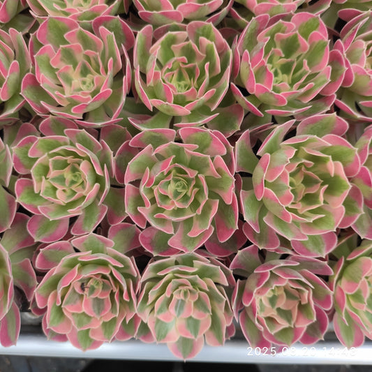 ON631-POT フラワリー　ライフ（7cm pot）