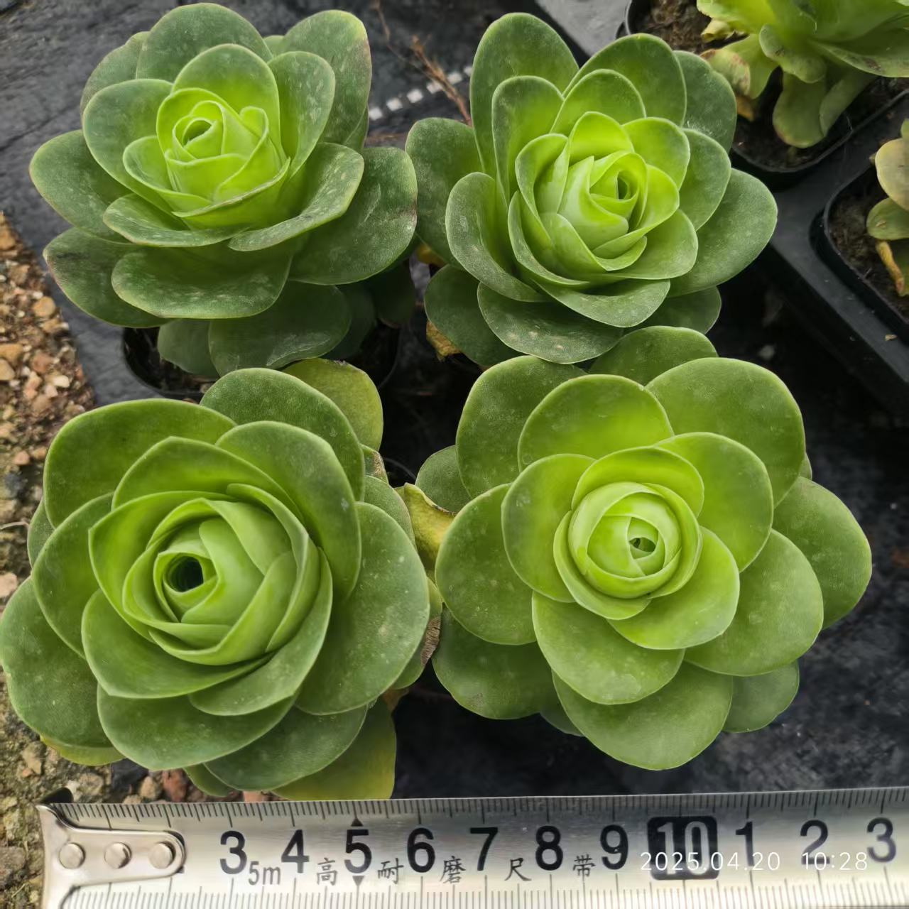 XS255-POT グリーノビア　エッグ（6.5cm pot）