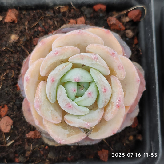 YBB084-POT モンブラン（6.5cm pot）