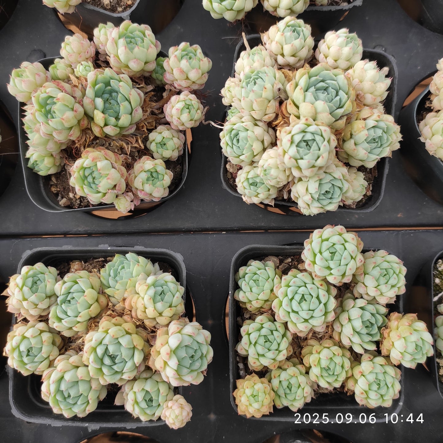 RC007-POT ボールオブファット（7cm pot）