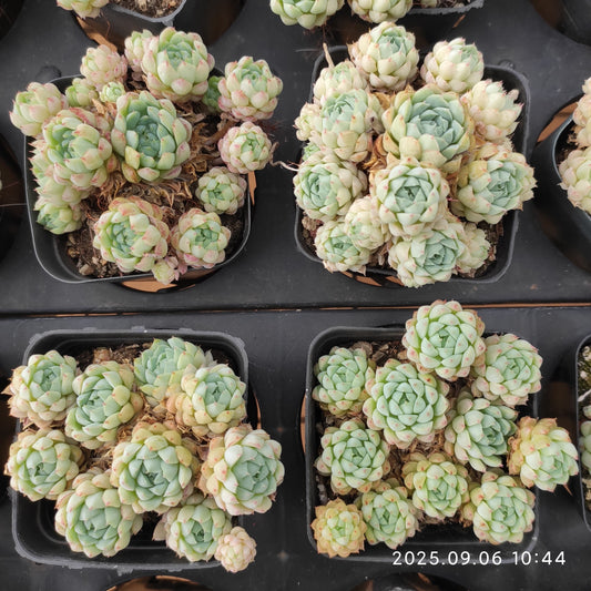 RC007-POT ボールオブファット（7cm pot）