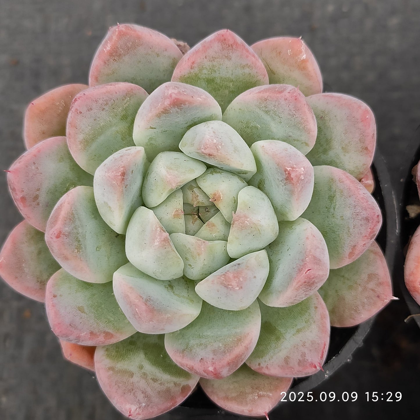 MMT861 ドリームスーツ（5.5cm pot）