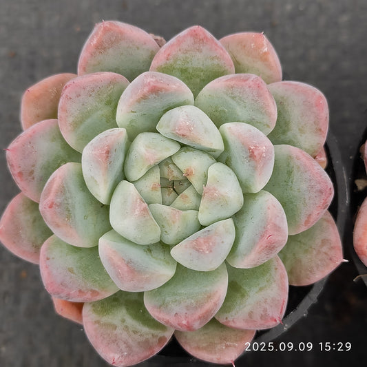 MMT861 ドリームスーツ（5.5cm pot）