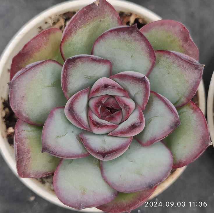 ZZA159-POT メキシコプリドニス（5.5cm pot）