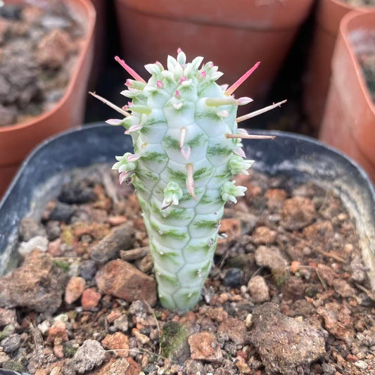 ZL532 白樺キリン（4cm pot）