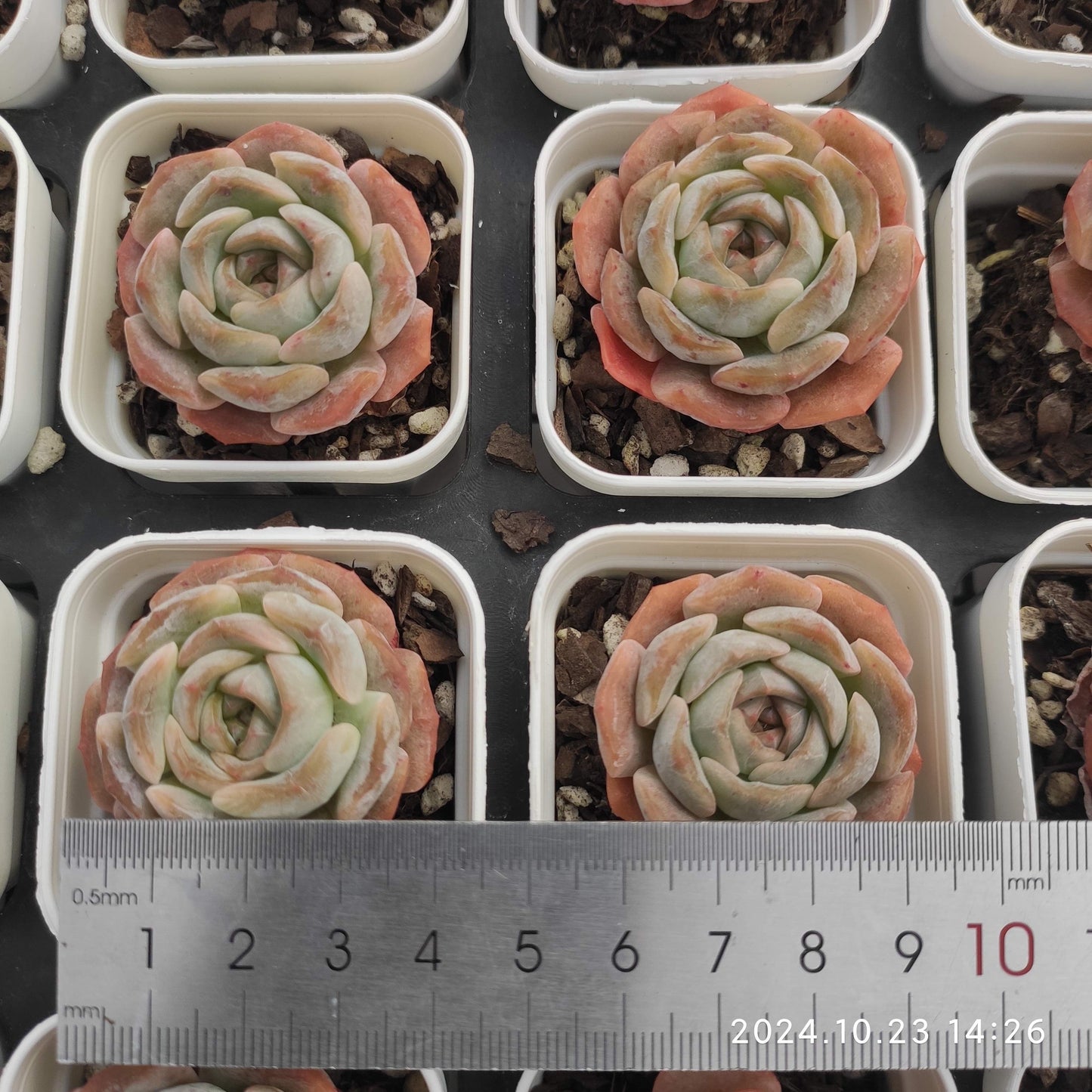 MMY217-POT アイスクリスタル（氷の結晶）(5.5cm pot）