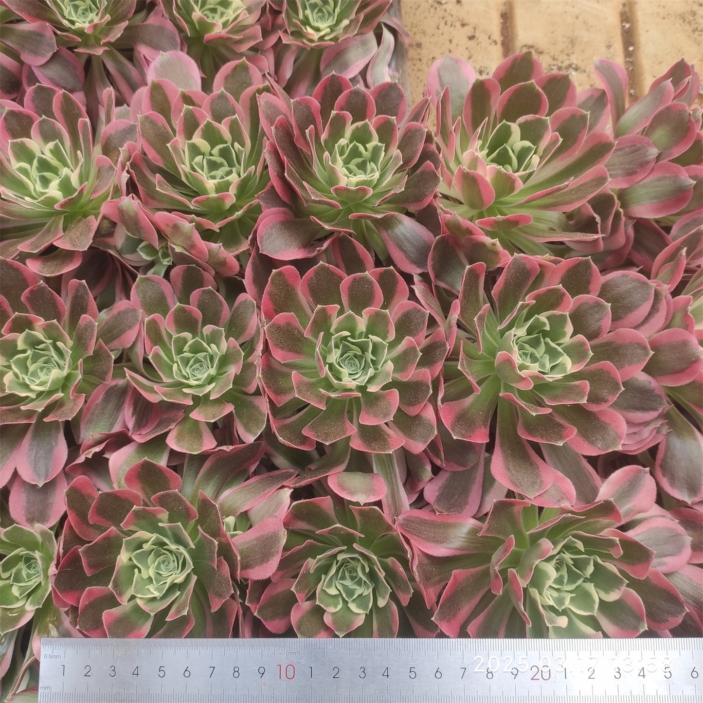 YS060-POT アエオニウム リバーストーンズ（9cm pot)