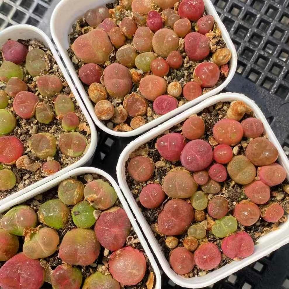 BL1656-POT コノフィツム　マウガニー(5cm pot)