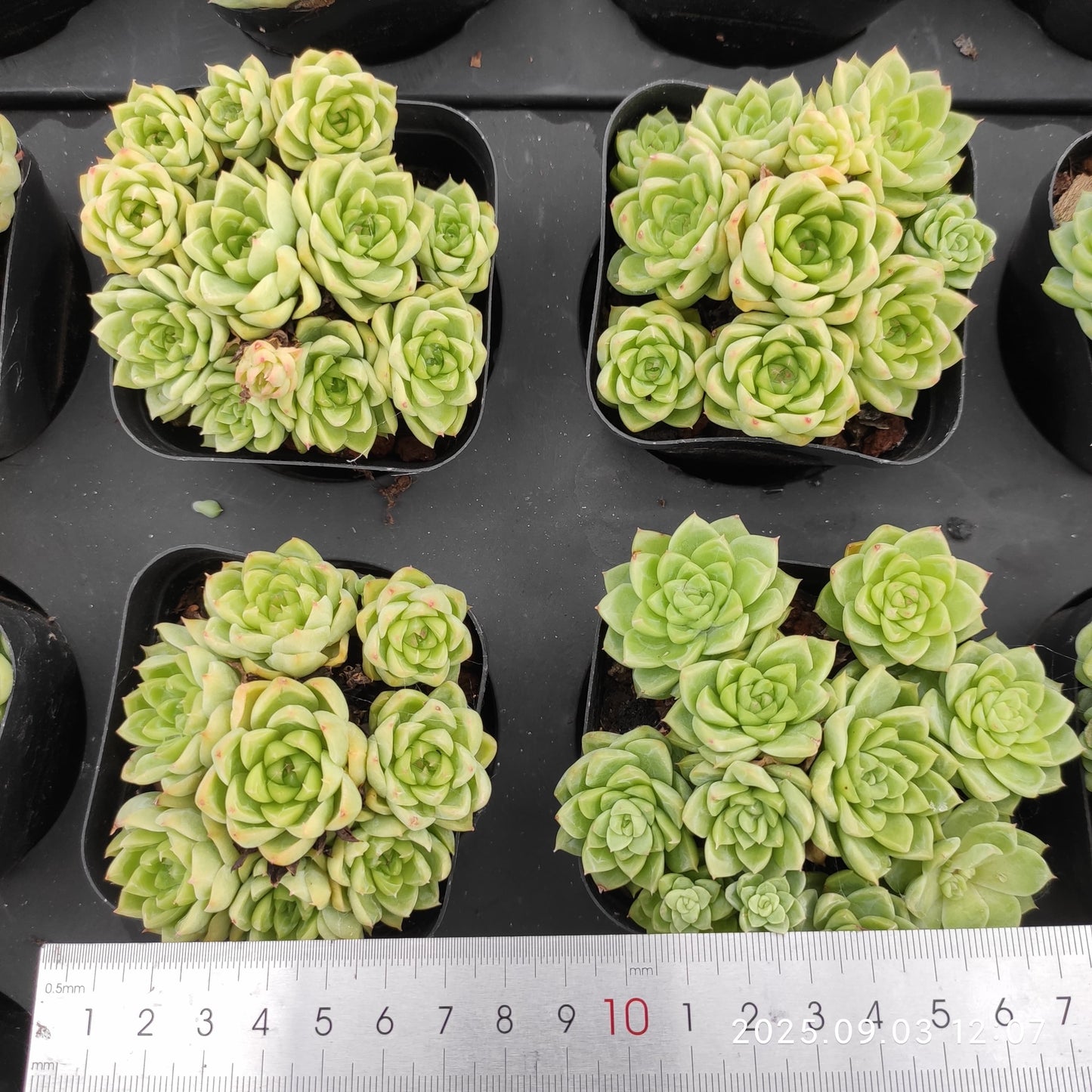 ZZA241-POT 新品種　クイーンローズHyb（7cm pot）