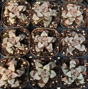 CS136-POT 牡羊座 おひつじざ(7cm pot）