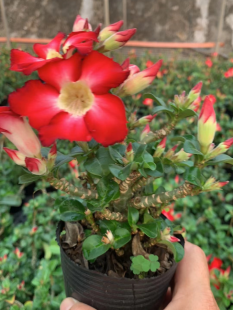 FGY033-POT アデニウム　オベスム（11cm pot）