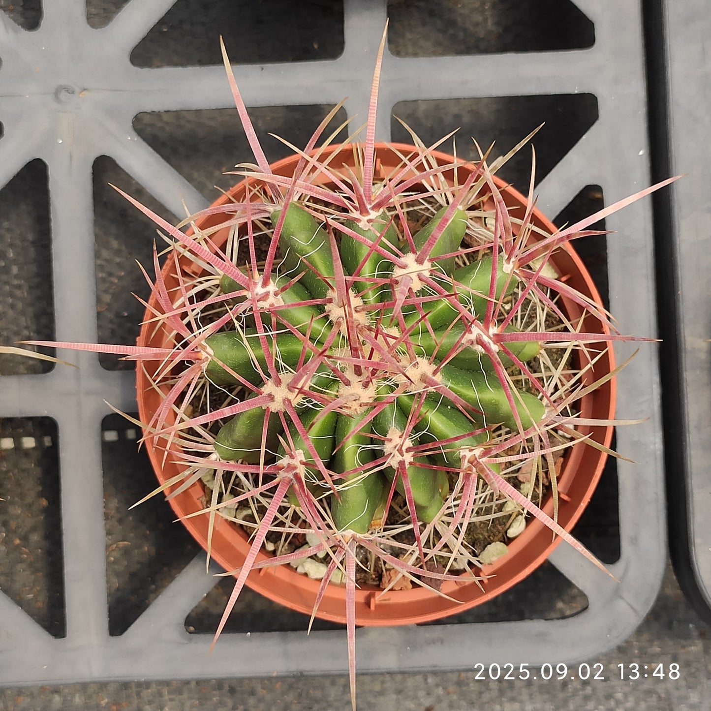 ZXX613 赤鳳（12cm pot）