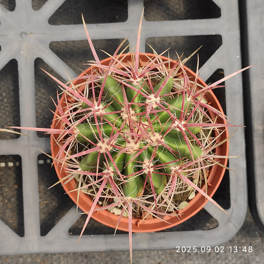 ZXX613 赤鳳（12cm pot）