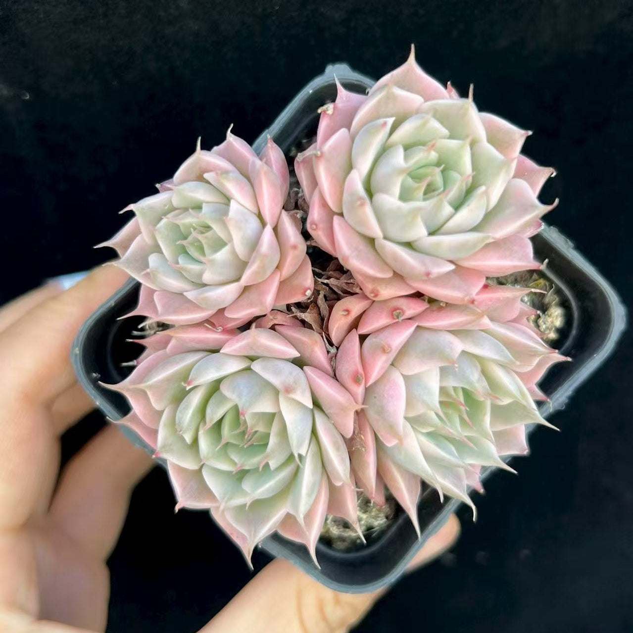 BL961-POT マーガレット錦(7cm pot）