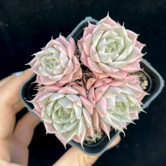 BL961-POT マーガレット錦(7cm pot）