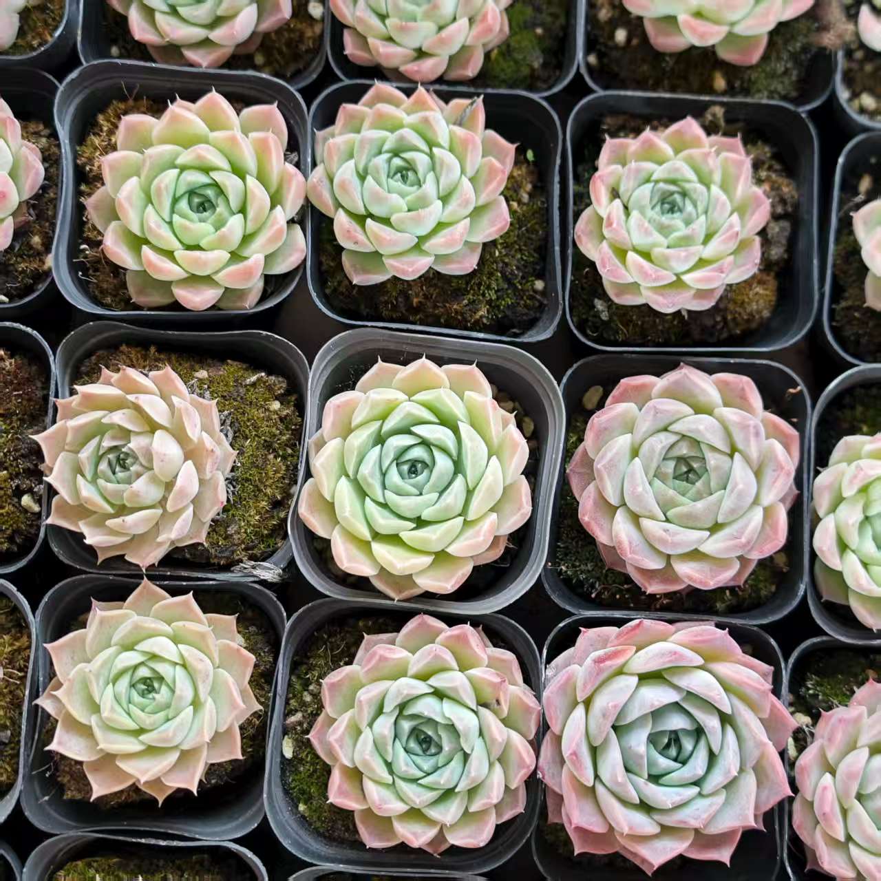 QN518-POT ヘレナ（6.5cm pot）