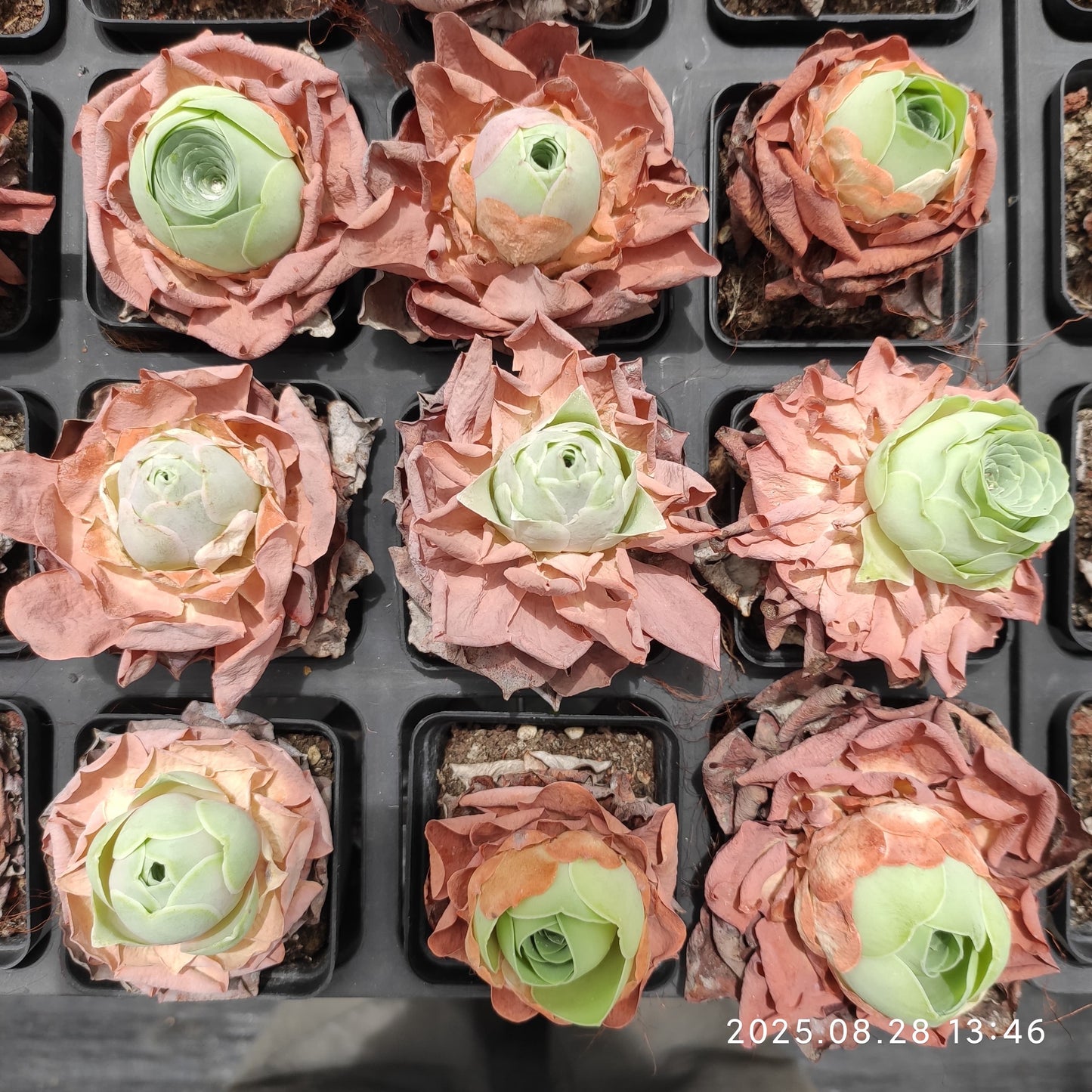 YBB285-POT ローズHyb（5.5cm pot）